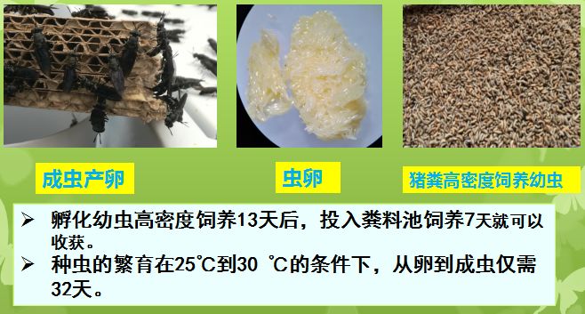 用黑水虻处理猪粪制作有机肥的技术 1,虫粪有机肥可直接用于有机