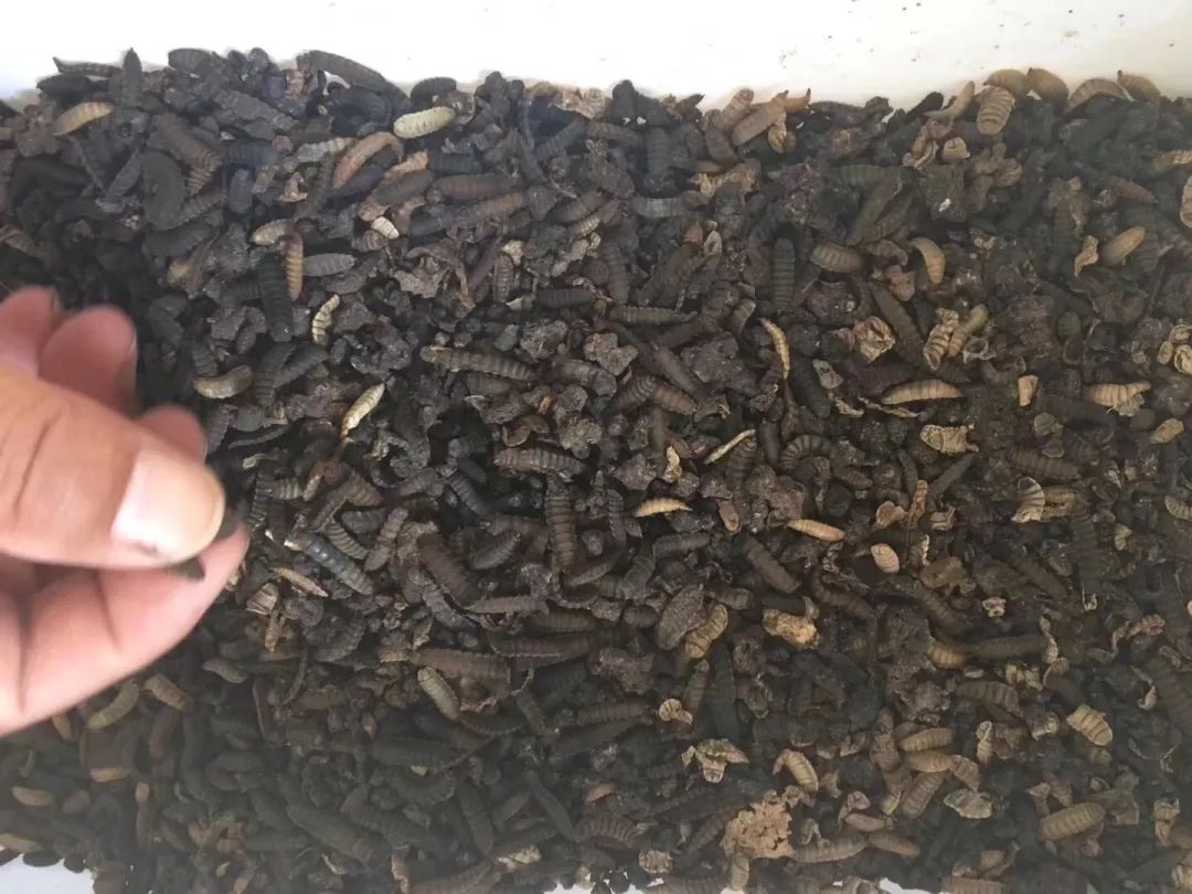 用黑水虻处理猪粪制作有机肥的技术